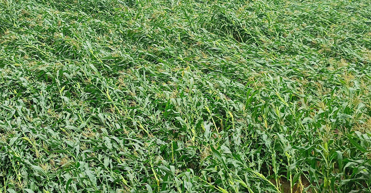 লালমনিরহাটে কালবৈশাখীর তাণ্ডবে ব্যাপক ক্ষয়ক্ষতি