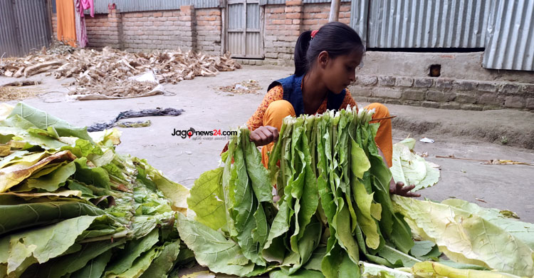 বাড়ছে তামাক চাষ, স্বাস্থ্যঝুঁকিতে শিশুরা