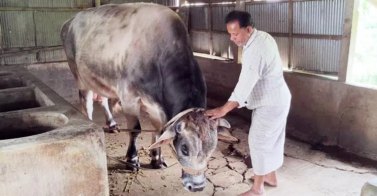 কোরবানির মাঠ কাঁপাতে প্রস্তুত ‘জায়েদ খান’