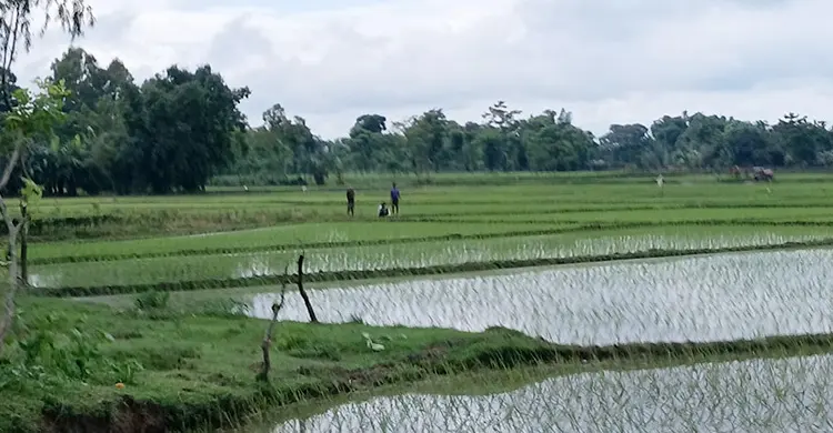 পাটগ্রাম সীমান্তে বিএসএফের খুঁটি স্থাপনের চেষ্টা, বিজিবির বাধায় পণ্ড