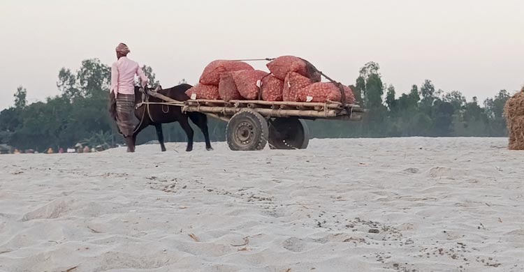 বর্ষায় অতিরিক্ত পলি আসায় খরায় প্রায় পানিশূন্য তিস্তা। প্রতিবছর জেগে ওঠে নতুন নতুন চর