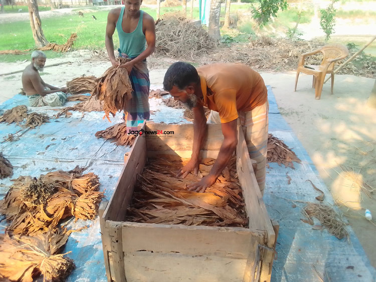 বাড়ছে তামাক চাষ, স্বাস্থ্যঝুঁকিতে শিশুরা