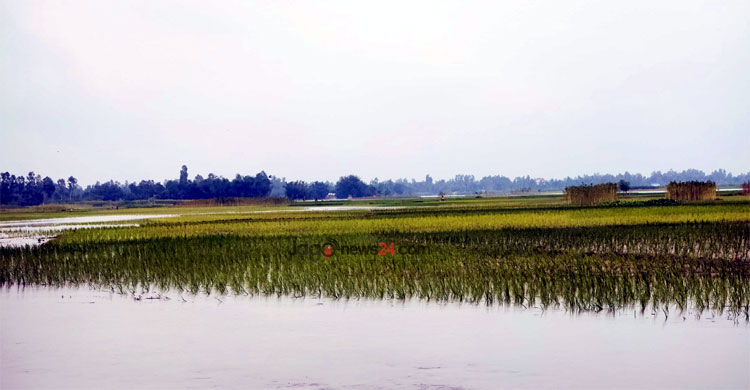 তিস্তার পানি কমলেও ভোগান্তি কমেনি মানুষের