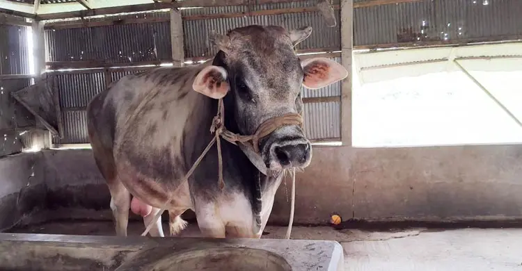 কোরবানির মাঠ কাঁপাতে প্রস্তুত ‘জায়েদ খান’