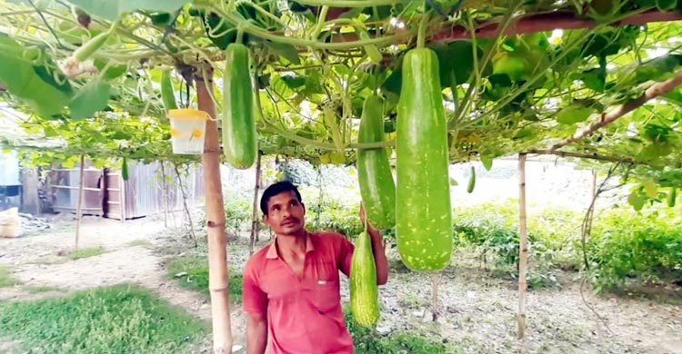 কীটনাশক ব্যবহার না করেই সবজি চাষে গনি মিয়ার বাজিমাত