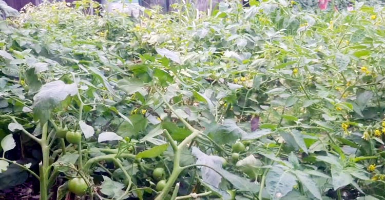 কীটনাশক ব্যবহার না করেই সবজি চাষে গনি মিয়ার বাজিমাত