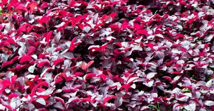 সারাবছরই চাষ করতে পারেন লালশাক