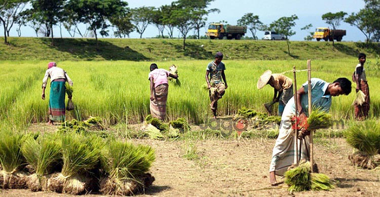 কৃষিজমি সুরক্ষায় আসছে কঠোর অধ্যাদেশ