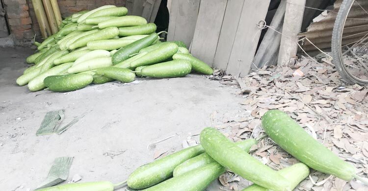 বিক্রি করতে না পেরে হাটে লাউ ফেলে যাচ্ছেন কৃষক