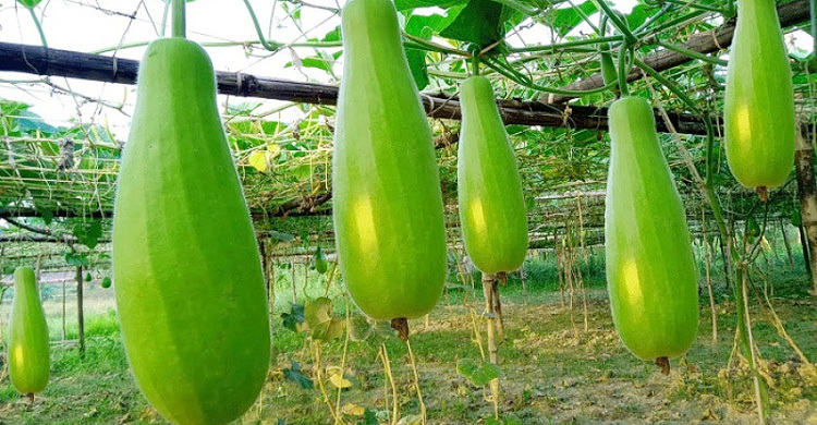 ভাদ্র মাসে লাউ চাষ করবেন যেভাবে