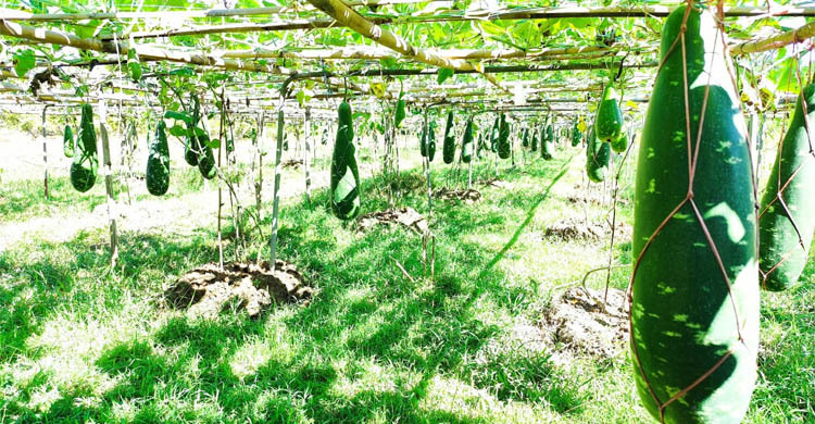 লাউ চাষে রাইখালী কৃষি গবেষণা কেন্দ্রের সাফল্য