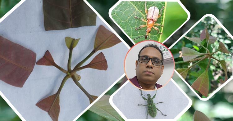 উইভিল পোকার আক্রমণ রোধে কৃষকের করণীয়