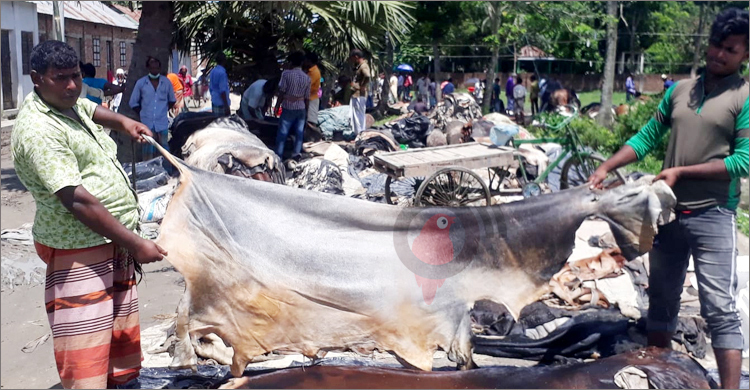 কোরবানির পশুর চামড়া ছাড়াবেন যেভাবে