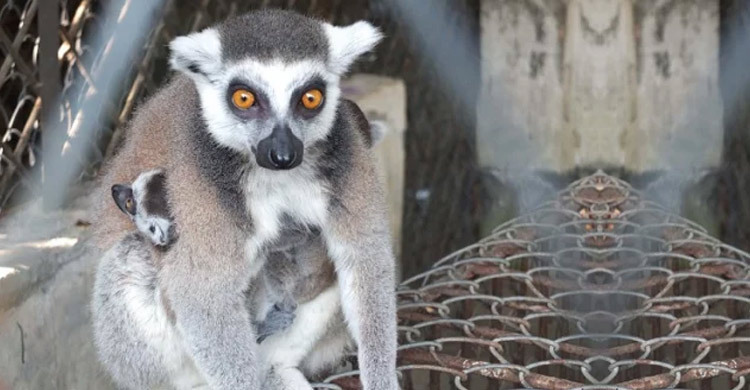 তিনটিই চুরি, আর কোনো লেমুর রইলো না দেশে