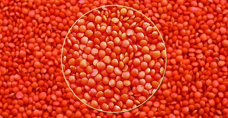 বাজারদর থেকে কেজিতে ১৭ টাকা কমে মসুর ডাল কিনবে সরকার