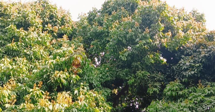 Litchi crisis: No buds, no hope