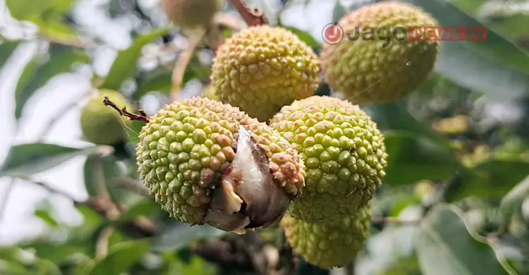 লিচুর ফলনে বাগড়া ঝড়-বৃষ্টি