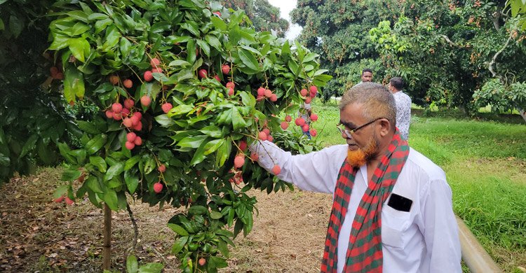 সোনারগাঁয়ে লিচুর বাম্পার ফলন, লাভের স্বপ্নে বিভোর ব্যবসায়ীরা