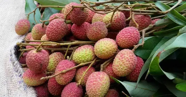 লিচু খেতে চাইলে আগে সাবধান হন