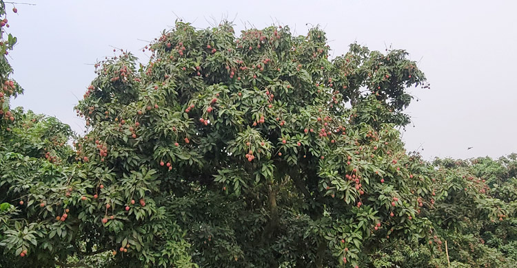 সোনারগাঁয়ে লিচুর বাম্পার ফলন, লাভের স্বপ্নে বিভোর ব্যবসায়ীরা