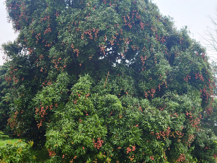 সোনারগাঁয়ে লিচুর বাম্পার ফলন, লাভের স্বপ্নে বিভোর ব্যবসায়ীরা