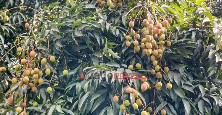 লিচুর ফলনে বাগড়া ঝড়-বৃষ্টি