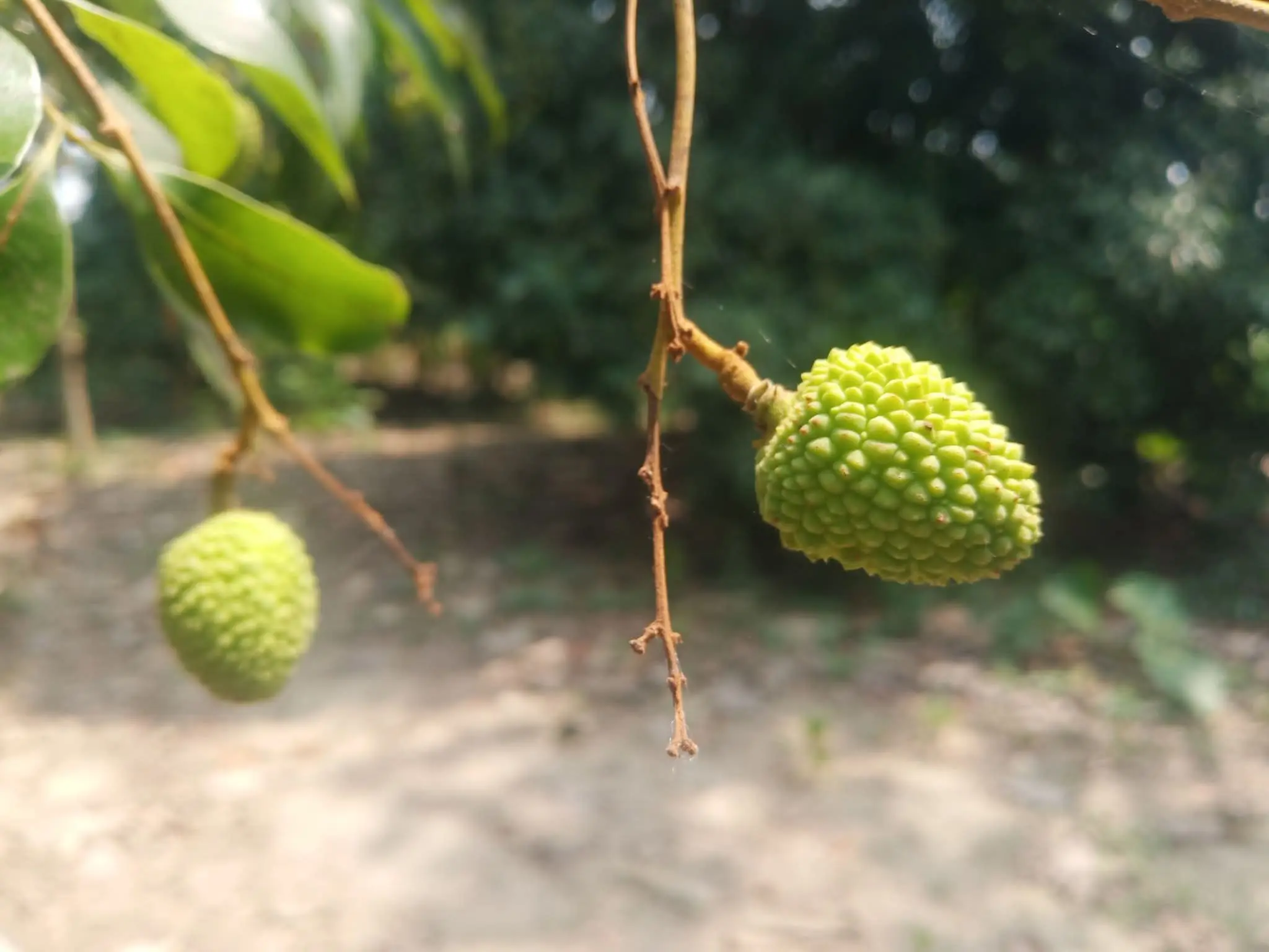 lichi