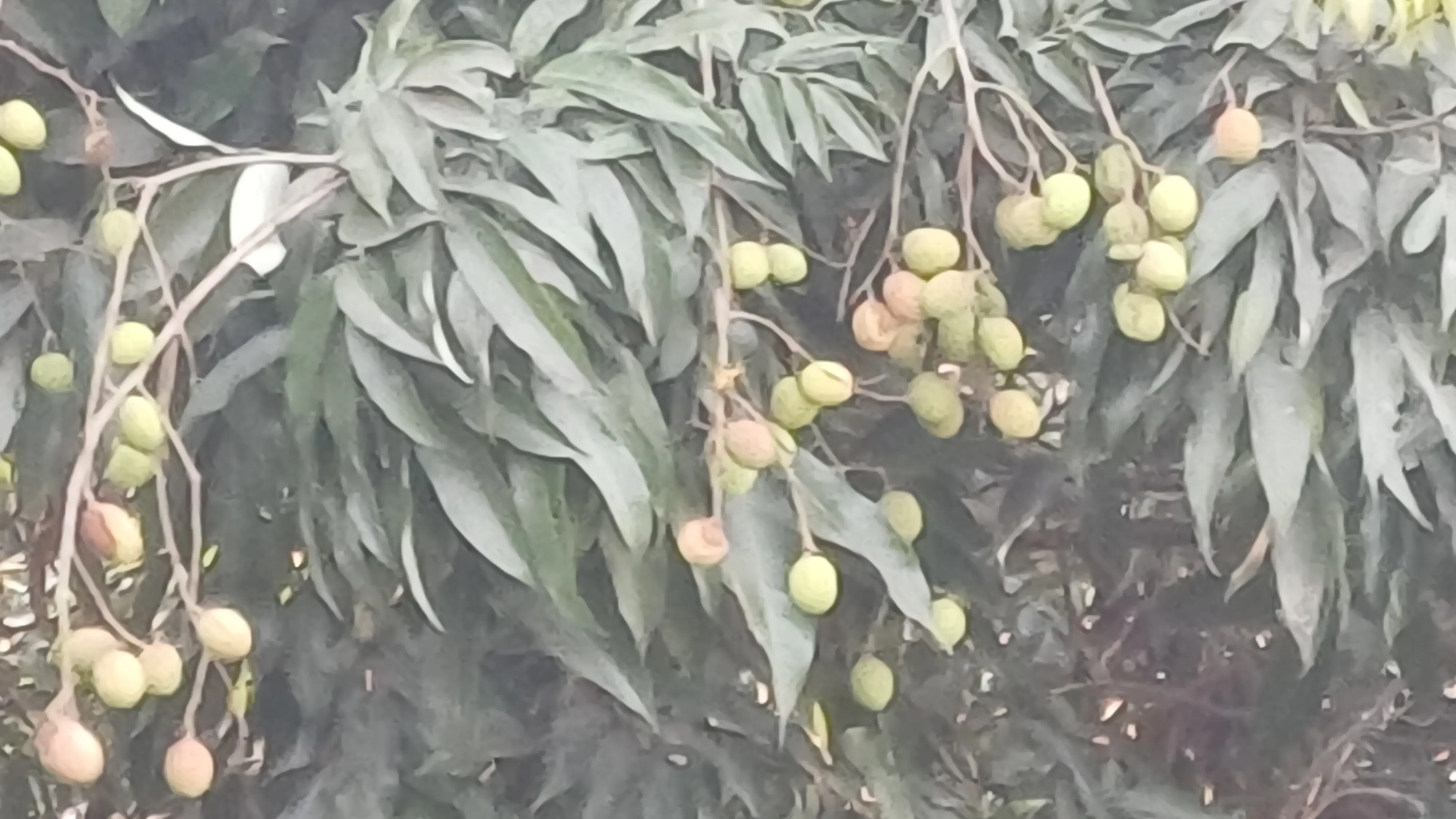 lichi