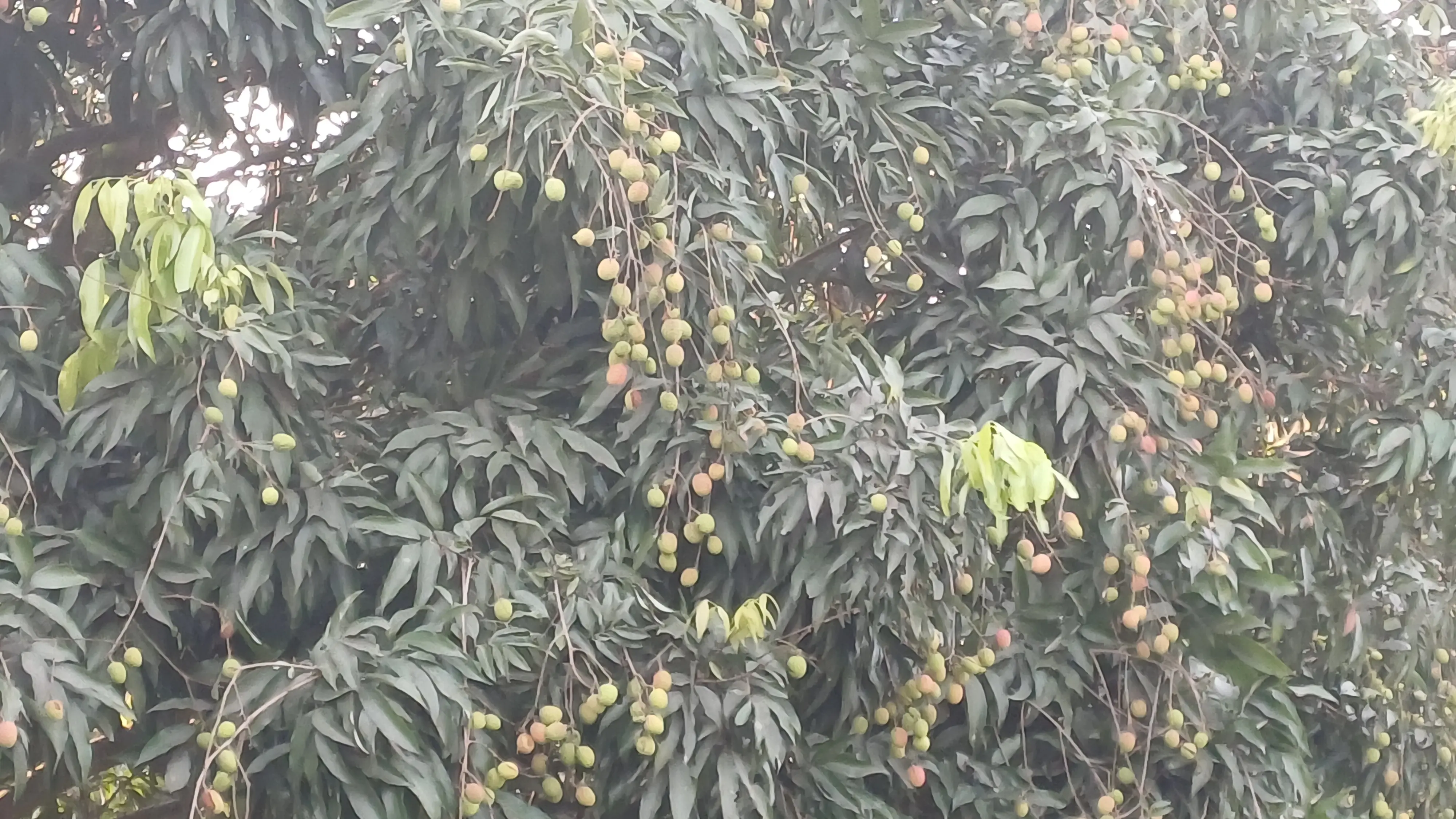 lichi