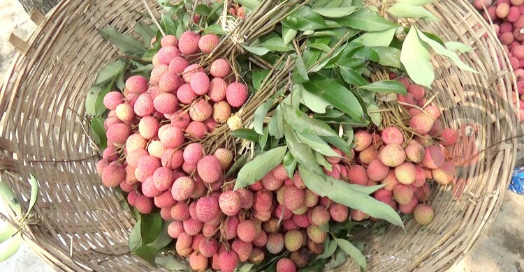 লিচু কেনার আগে জেনে নিন জরুরি টিপস
