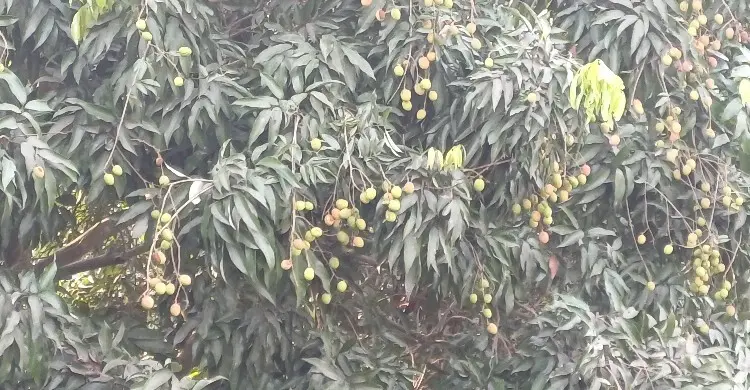 মেহেরপুরে ৮০০ হেক্টর জমিতে লিচু চাষ, বাম্পার ফলনের আশা