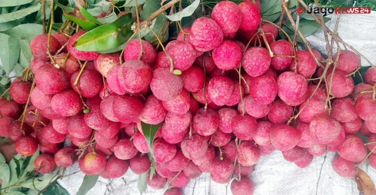 যেভাবে এলো বেদানা লিচু