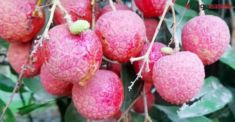 যেভাবে এলো বেদানা লিচু