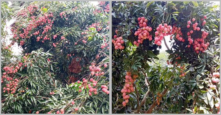 জাহাপুরে গাছে গাছে লাল-সবুজ-গোলাপি লিচু