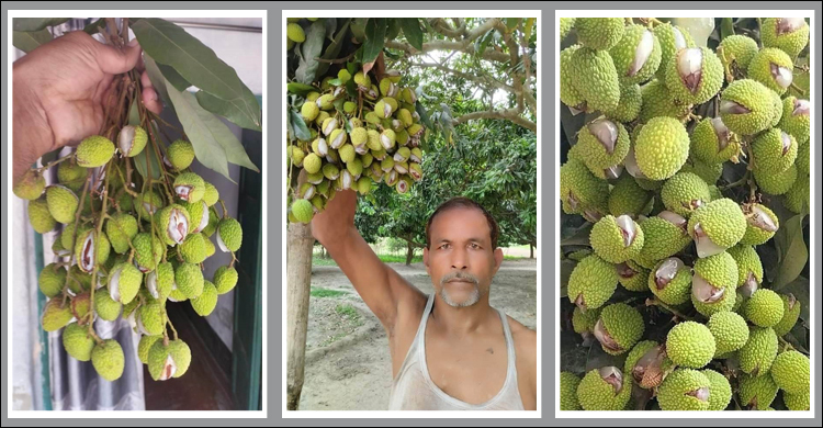 পাকার আগেই ফেটে যাচ্ছে লিচু, চাষির সর্বনাশ