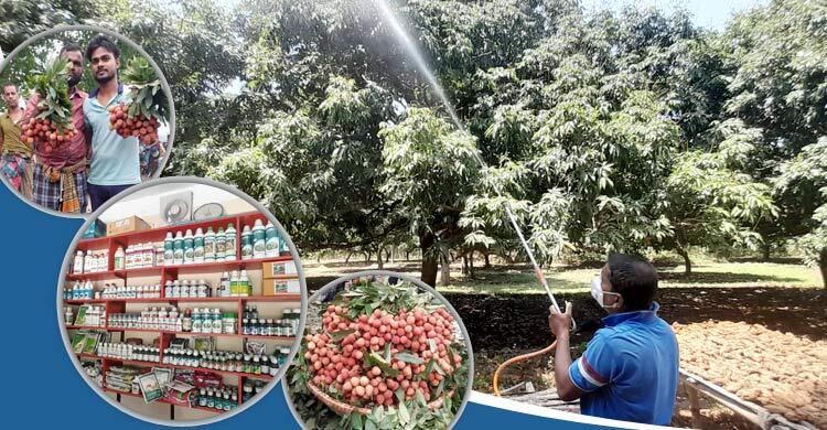 শুধু লিচু মৌসুমেই ঈশ্বরদীতে ৮০ কোটি টাকার সার-কীটনাশক ব্যবহার