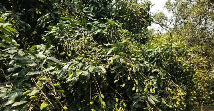 তীব্র খরায় ঝরছে লিচুর গুটি, শঙ্কায় চাষিরা