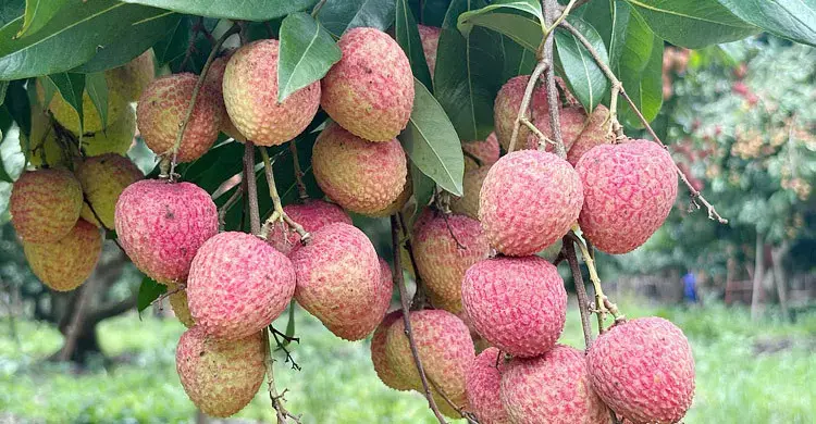 লিচু খেতে চাইলে আগে সাবধান হন