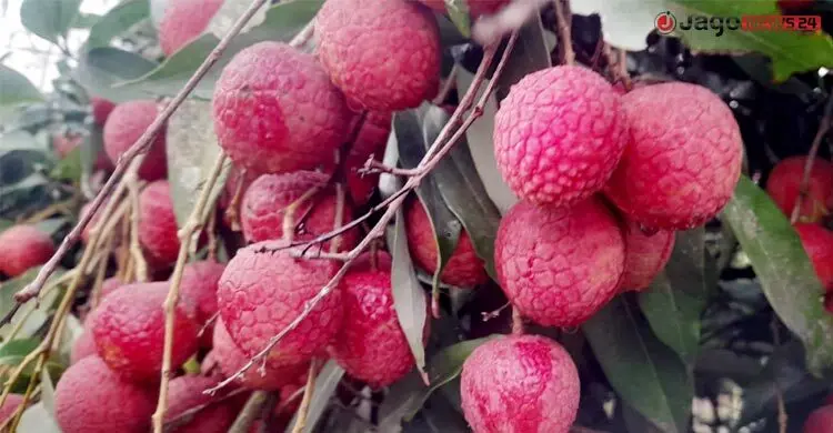 যেভাবে এলো বেদানা লিচু
