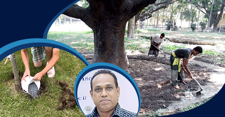 লিচু গাছে সার প্রয়োগের নিয়ম