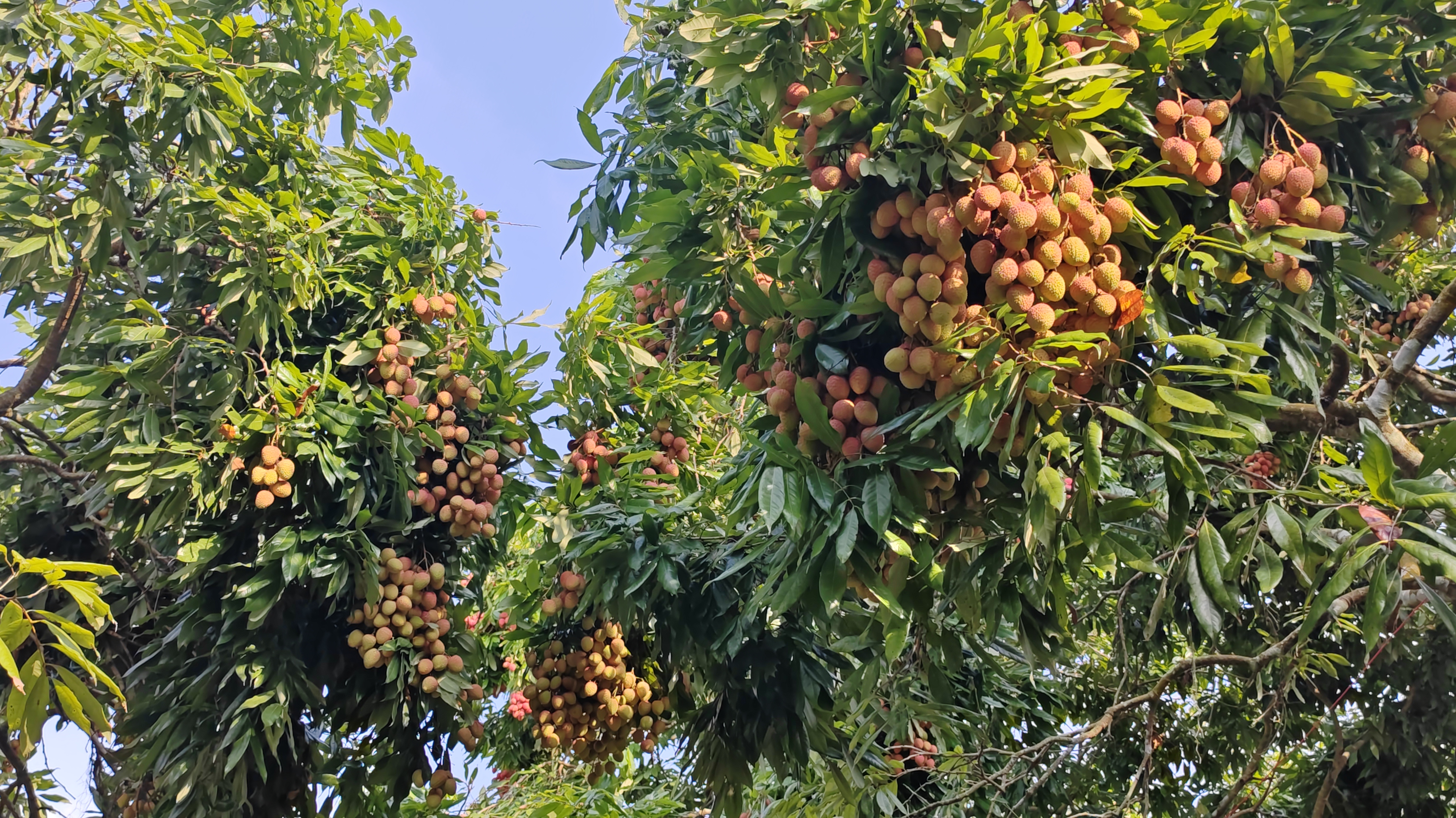 lichu