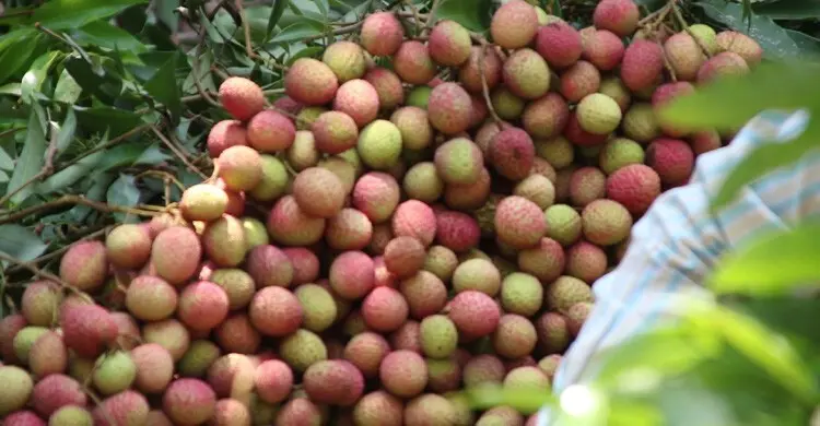লিচুর দাম ভালো, লাভবান মেহেরপুরের চাষিরা