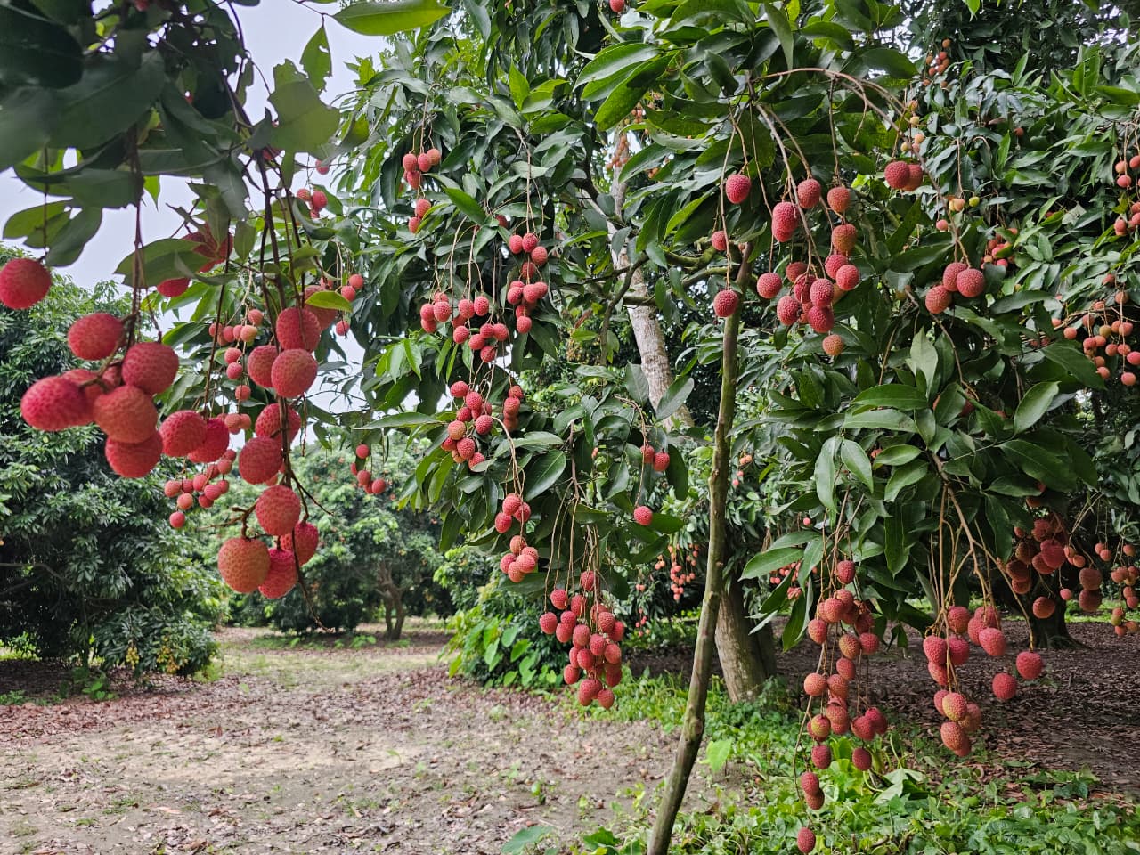 lichu