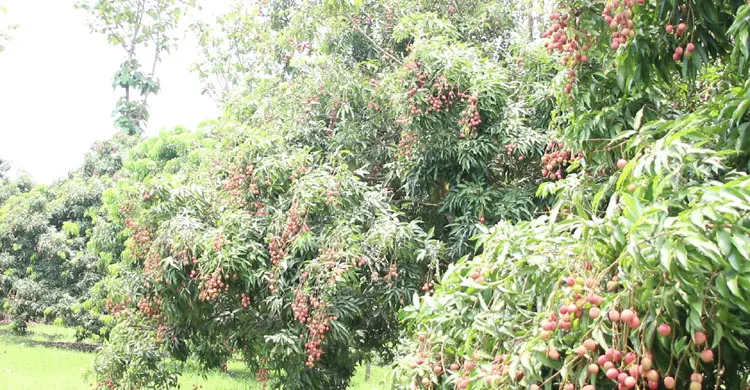 lichu