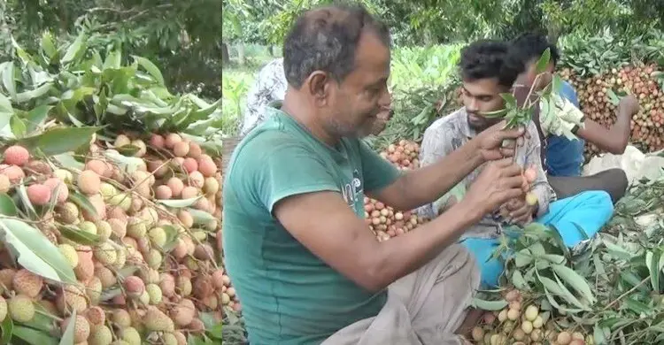 নড়াইলের একটি গ্রাম থেকে ২ কোটি টাকার লিচু বিক্রি