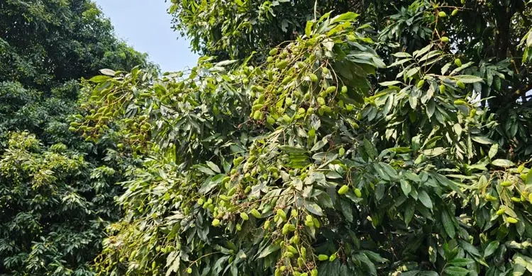 তীব্র খরায় ঝরছে লিচুর গুটি, শঙ্কায় চাষিরা