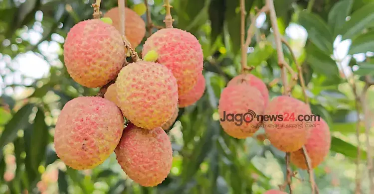 লিচু খেতে চাইলে আগে সাবধান হন
