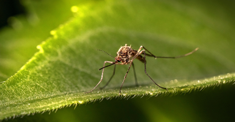 মশা কি আদৌ কোনো কাজে আসে