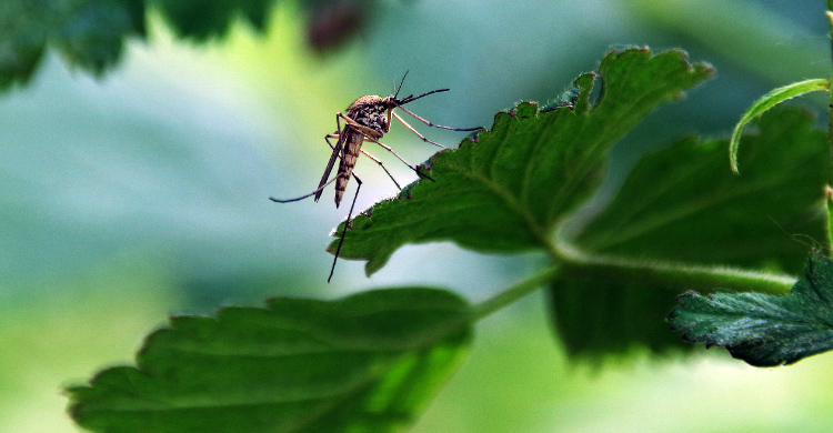 মশা কি আদৌ কোনো কাজে আসে