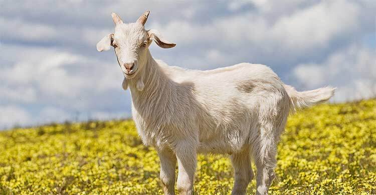 খাসির মাংসে পশম সহজেই পরিষ্কার করবেন যেভাবে